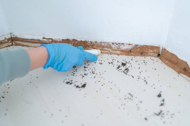 Best Best Pest Control Companies  in Cypress Quarters, FL